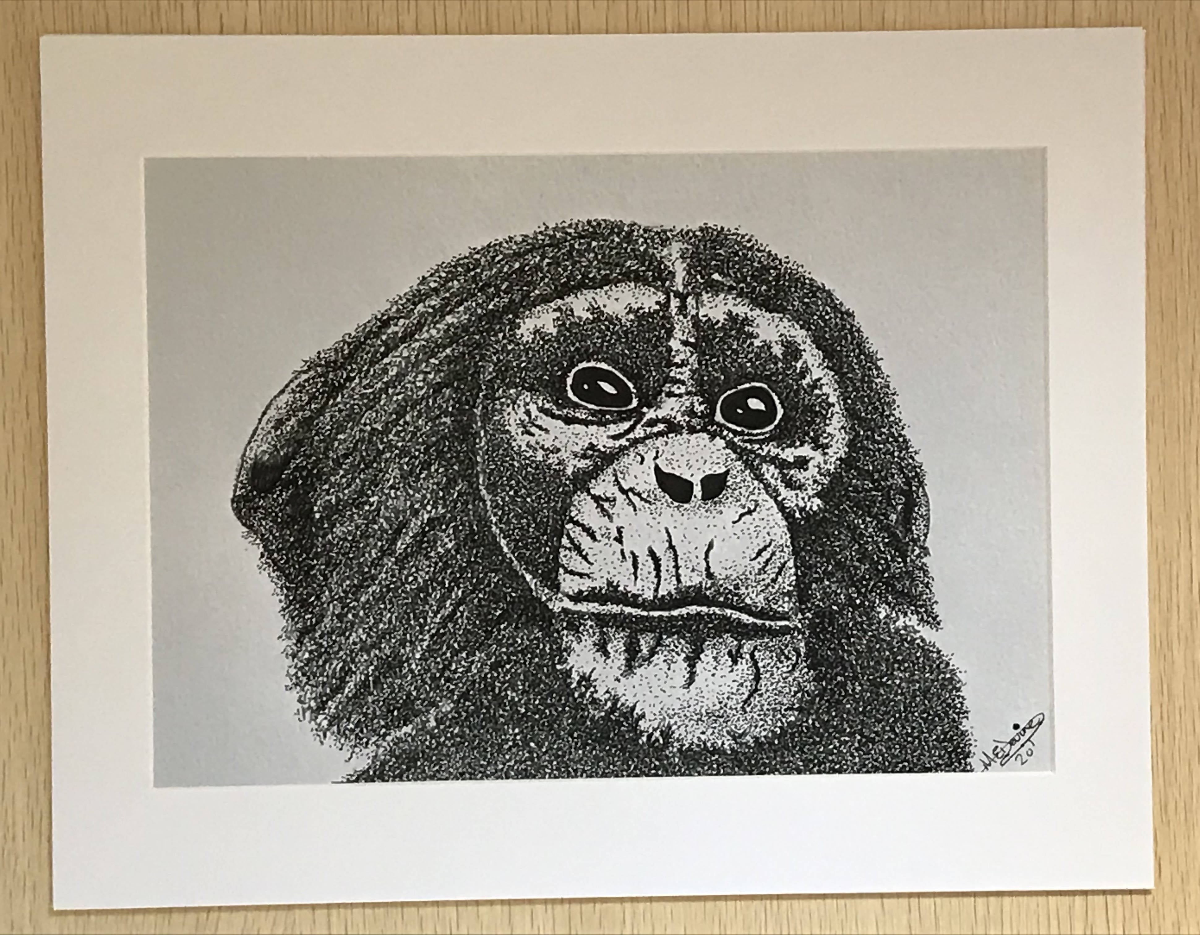 Chimpanzee