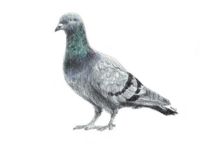 A5/A6 Pigeon Bird Art Print | Watercolour Painting & Biro-pen Drawing