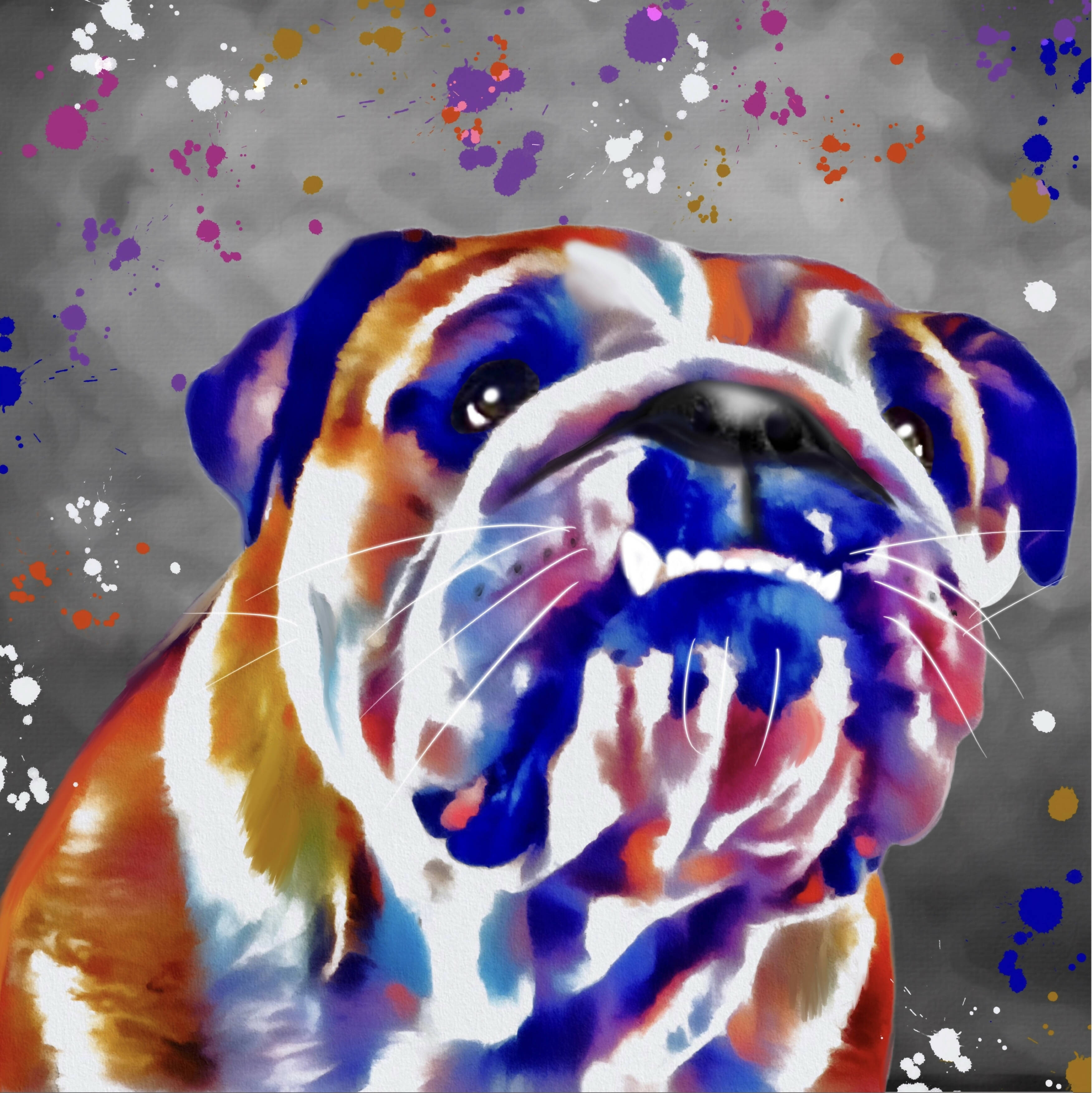 BULLDOG COLOUR SPLASH FRAMED ARTWORK.