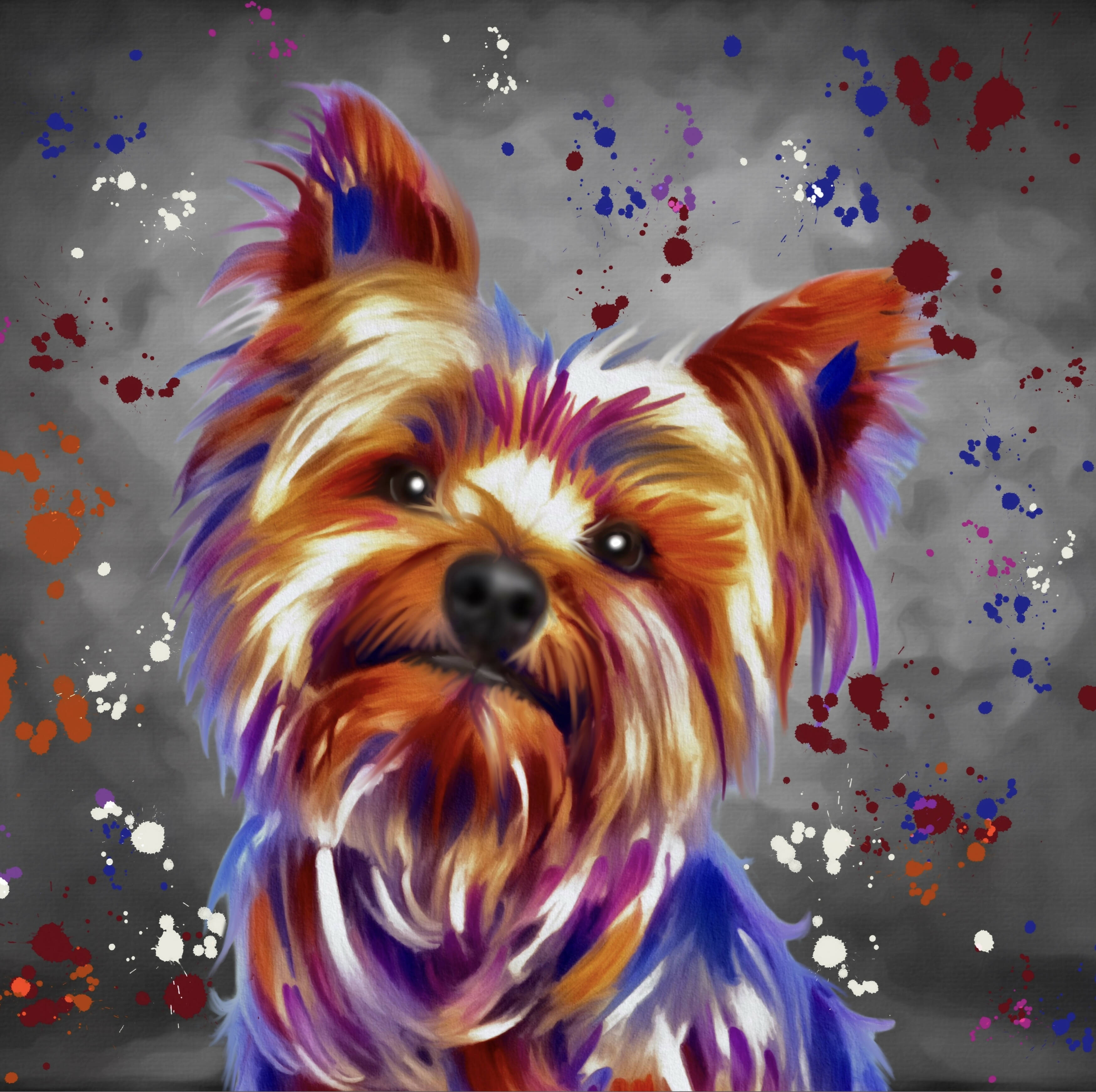 YORKSHIRE TERRIER DOG COLOUR SPLASH FRAMED ARTWORK.