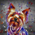 YORKSHIRE TERRIER DOG COLOUR SPLASH FRAMED ARTWORK.