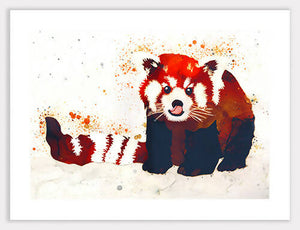 Red Panda (Ailurus) Print