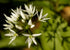 Wild garlic - card