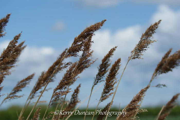 A3 Mounted Blowing In The Wind