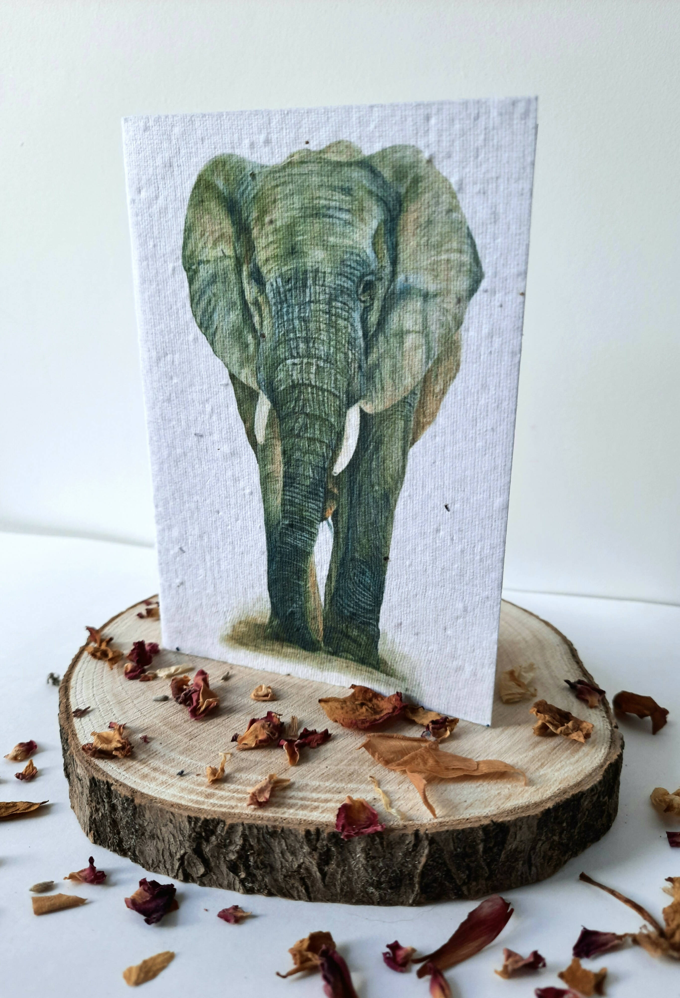 Plantable Wildflower Card - African Elephant